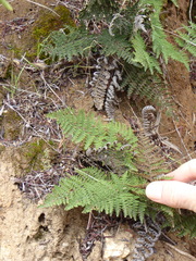 Myriopteris clevelandii
