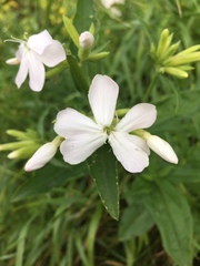 Saponaria officinalis