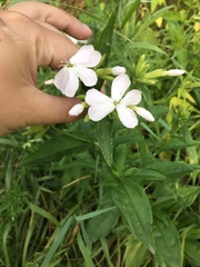 Saponaria officinalis