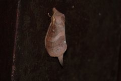Kunugia latipennis