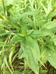 Saponaria officinalis
