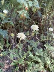 Scabiosa bipinnata