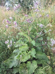 Arctium tomentosum