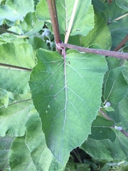 Arctium tomentosum