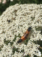 Arge cyanocrocea