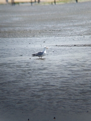 Larus argentatus