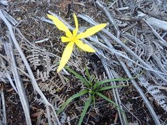 Pauridia curculigoides