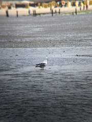 Larus argentatus
