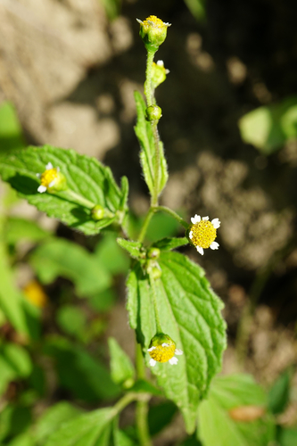 žltnica drobnokvetá (Galinsoga parviflora)