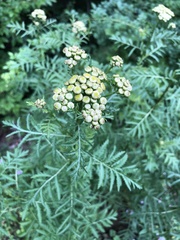 Tanacetum vulgare