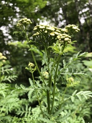 Tanacetum vulgare