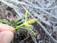 Pauridia curculigoides