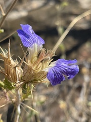 Blepharis diversispina