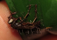 Ophiocordyceps humbertii