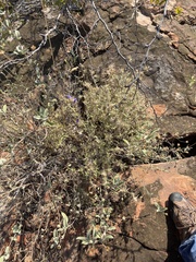 Blepharis diversispina