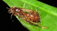 Ophiocordyceps humbertii