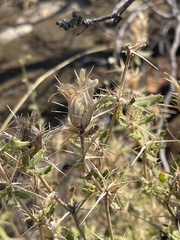 Blepharis diversispina