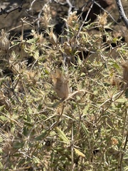 Blepharis diversispina