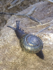 Helminthoglypta vasquezi