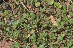 Trianthema