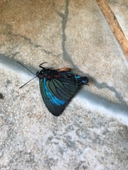 Atlides polybe