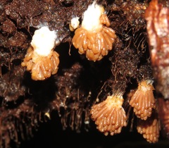 Tubifera dimorphotheca