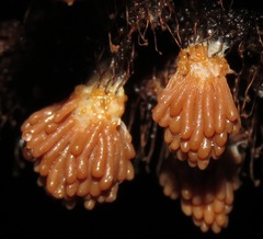 Tubifera dimorphotheca