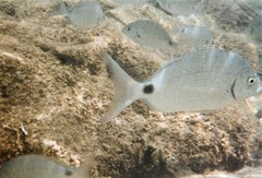 Diplodus bermudensis