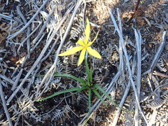 Pauridia curculigoides