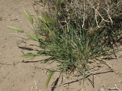 Hordeum murinum leporinum