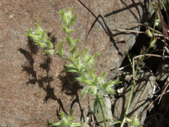 Cryptantha nevadensis