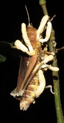 Beauveria locustiphila