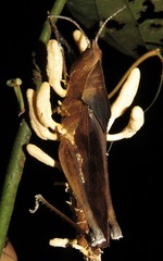 Beauveria locustiphila