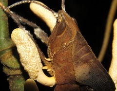 Beauveria locustiphila