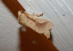 Bombycopsis nigrovittata