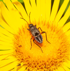 Rhyparochromus