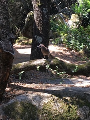 Garrulus glandarius corsicanus