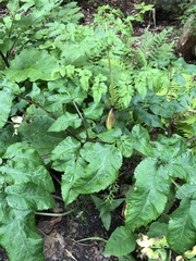 Angelica sylvestris