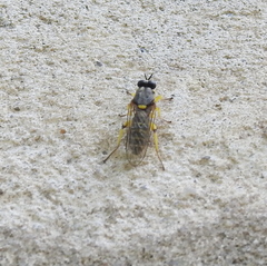 Solva marginata