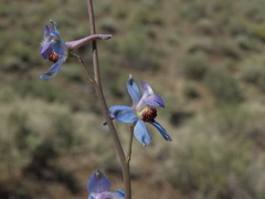 Delphinium parishii parishii
