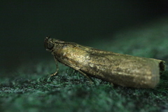 Sciota fumella