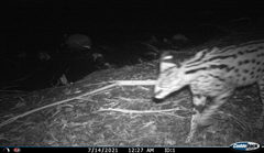 Leptailurus serval serval