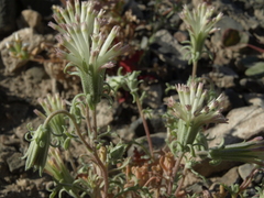 Chaenactis macrantha