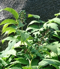 Actaea spicata