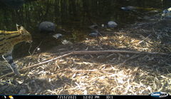 Leptailurus serval serval