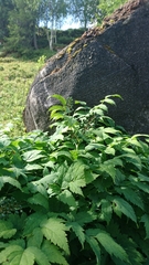 Actaea spicata