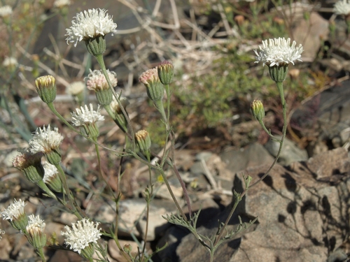Chaenactis carphoclinia var. carphoclinia