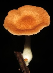 Leucopaxillus gracillimus