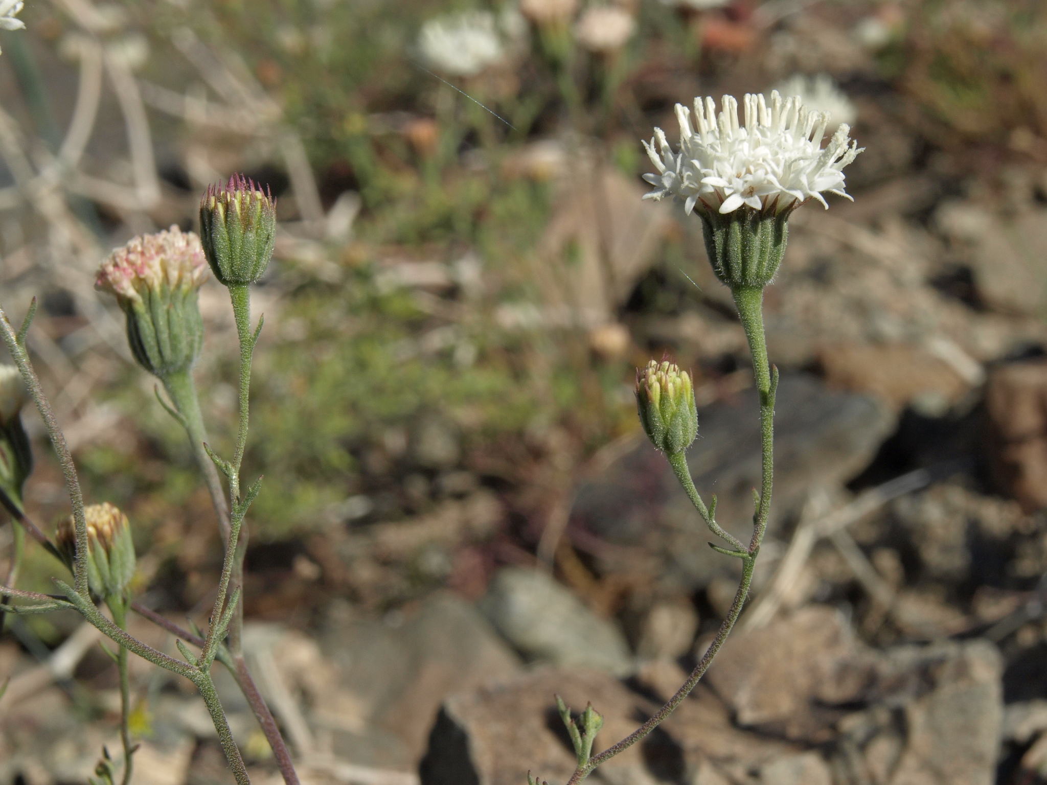 Chaenactis carphoclinia