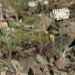 Chaenactis carphoclinia - Photo (c) Jim Morefield, algunos derechos reservados (CC BY)